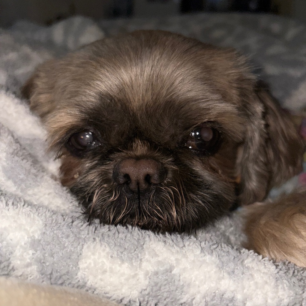 Meet your Posher, Zoe